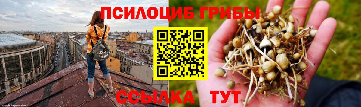 Псилоцибиновые грибы Cubensis  Вход с VPN  Псилоцибиновые грибы Psilocybine cubensis  Дербент 
